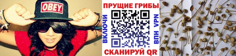маркетплейс наркотические препараты  OMG ссылка  Яранск  закладка  Псилоцибиновые грибы мицелий 
